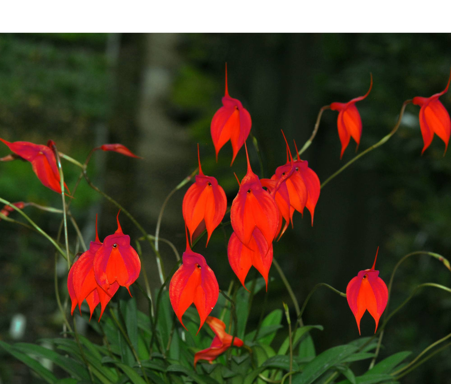 Masdevallia veitchiana