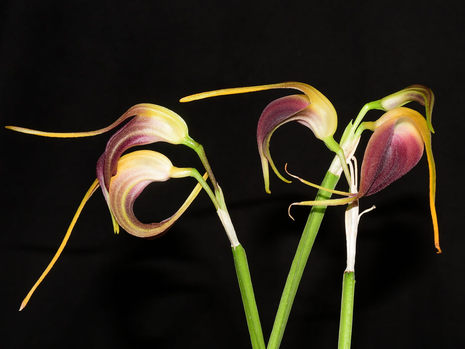 Masdevallia virgo-cuencae