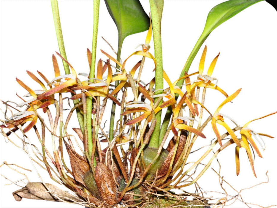 Maxillaria hennisiana