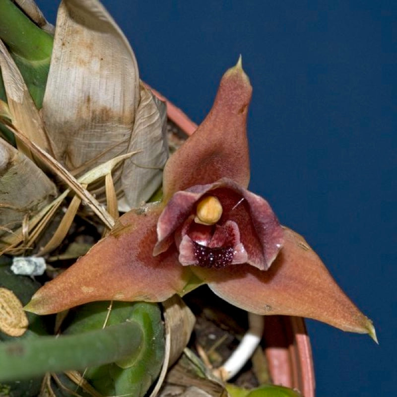 Mapinguari desvauxianus — Ecuagenera USA Corp