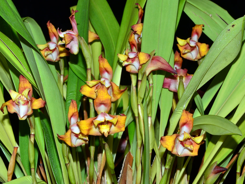 Maxillaria Johann Blatter
