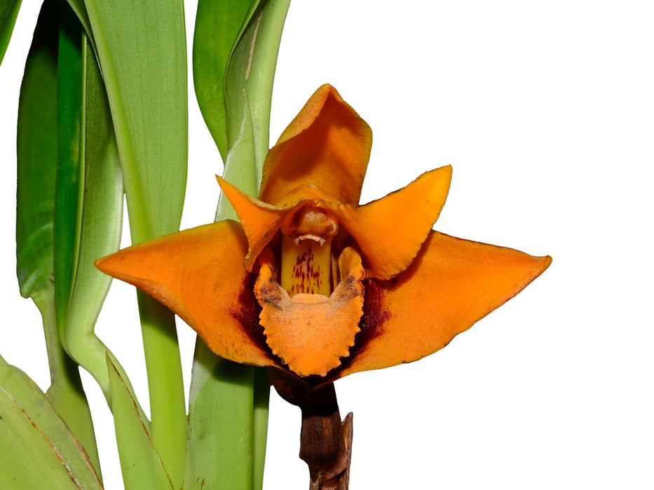 Maxillaria anacatalinaportillae .