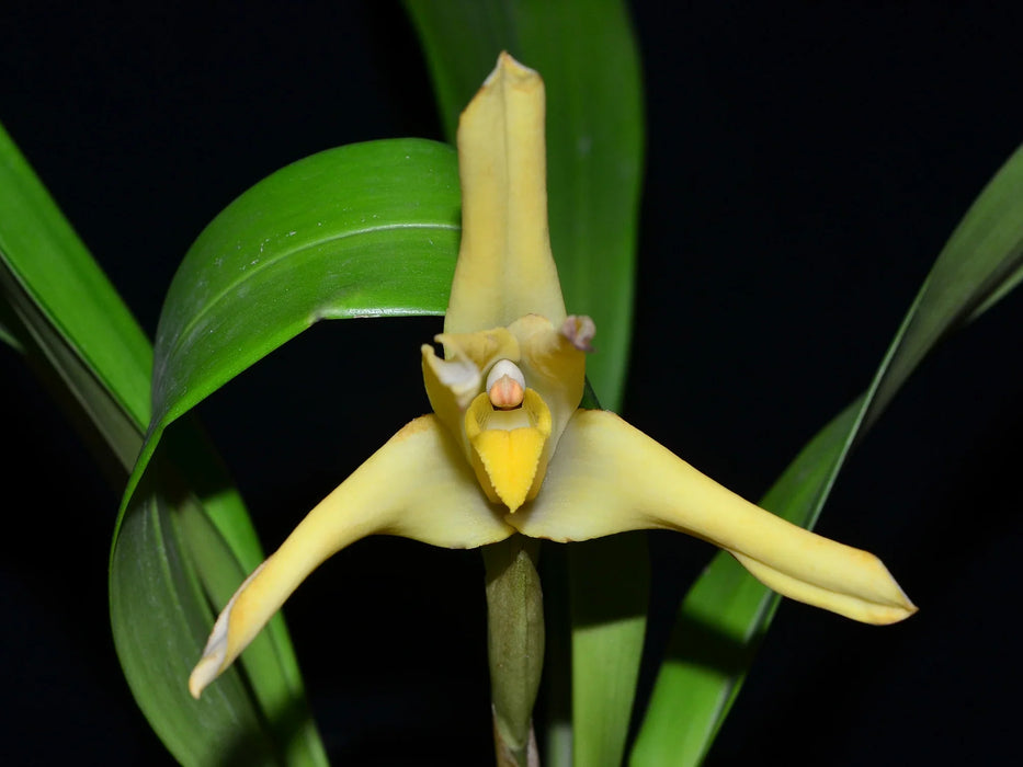 Maxillaria azulensis