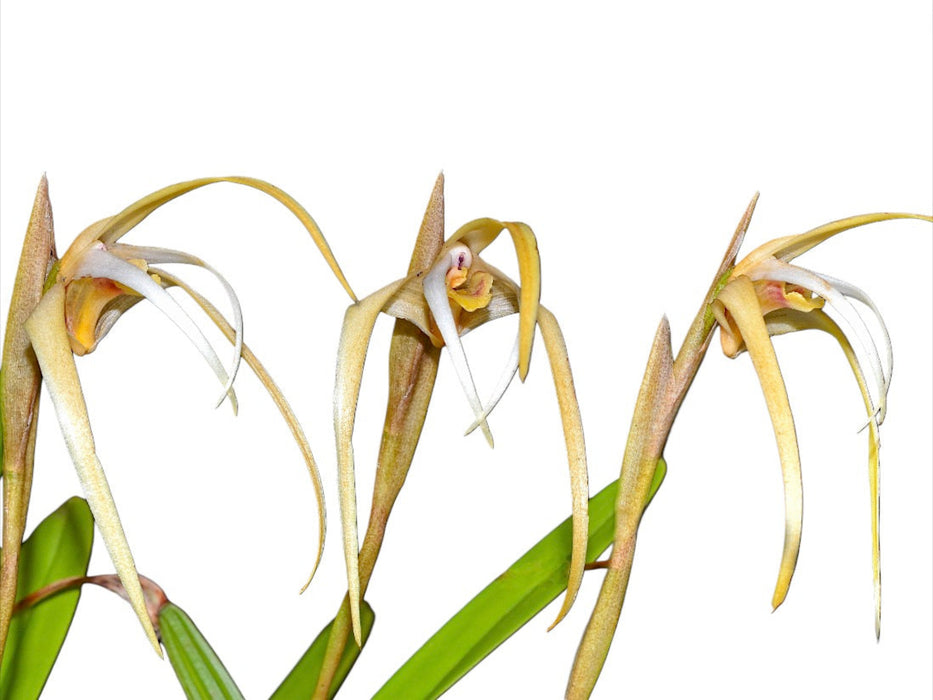 Maxillaria dalessandroi
