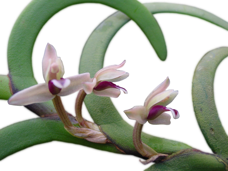 Maxillaria equitans