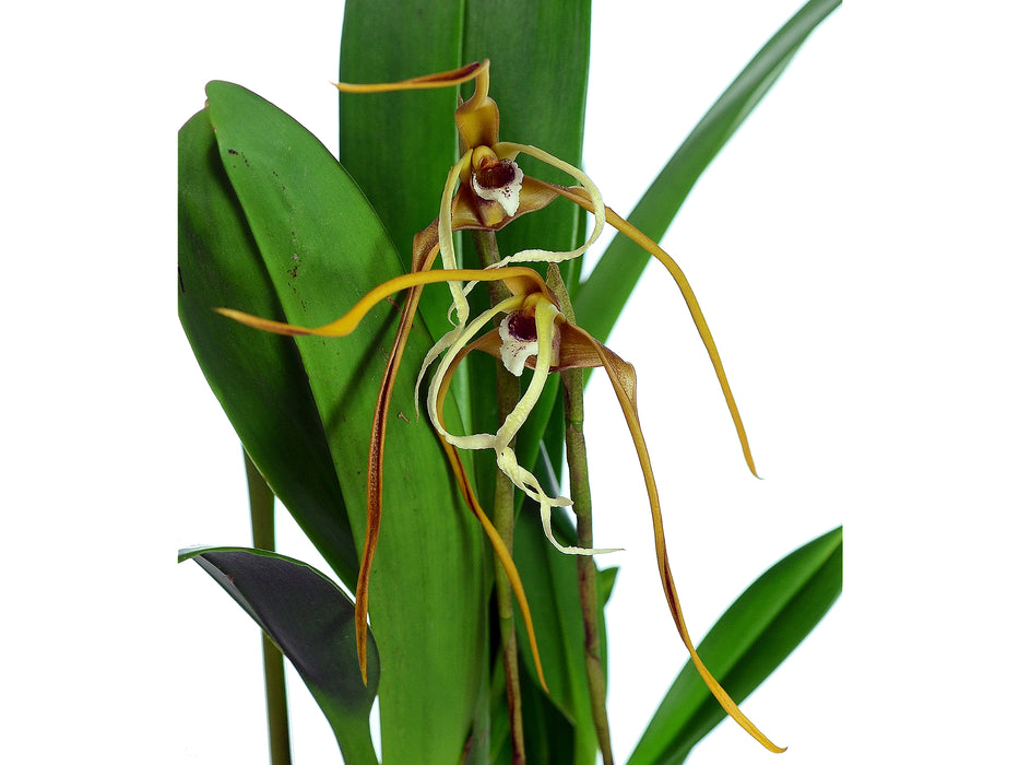 Maxillaria fractiflexa