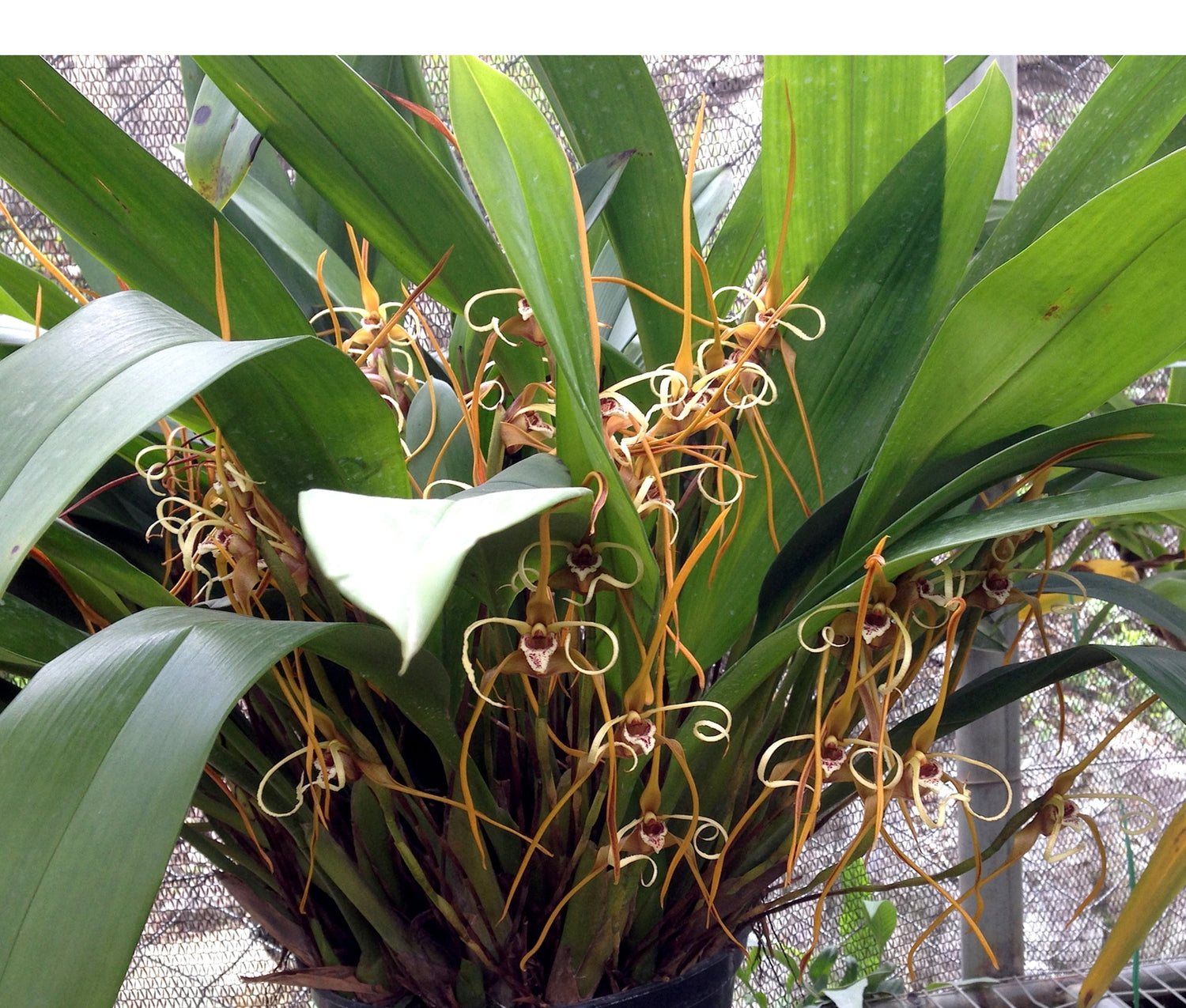 Maxillaria fractiflexa
