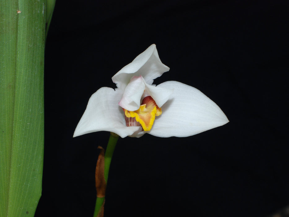 Maxillaria grandiflora