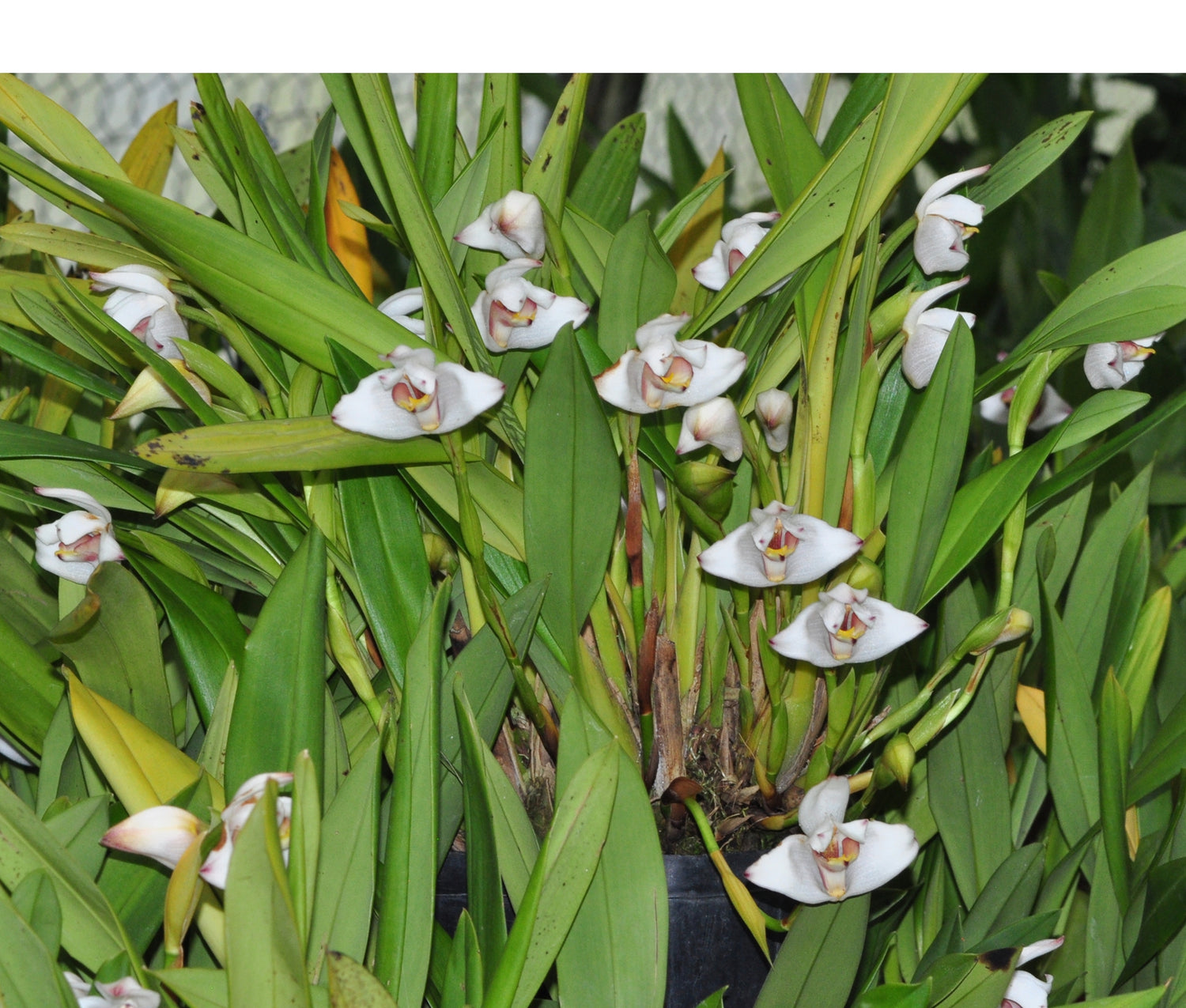 Maxillaria grandiflora