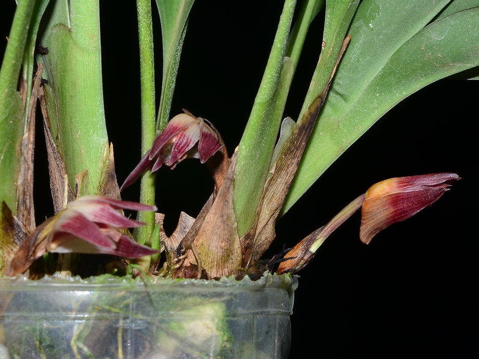 Maxillaria johniana