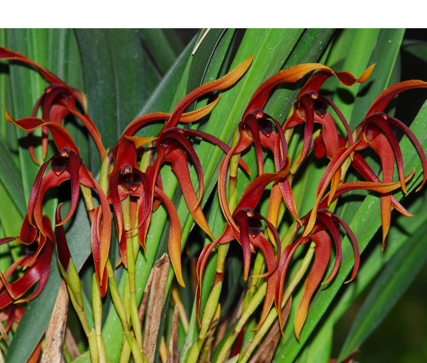 Maxillaria nigrescens