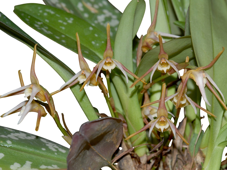 Maxillaria pseudoreichenheimiana