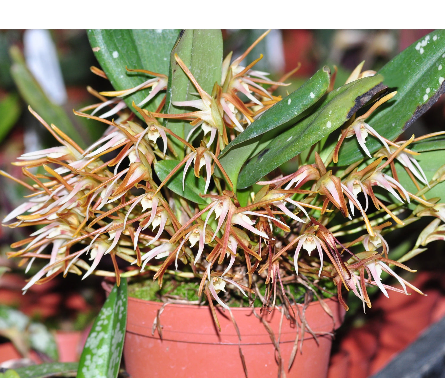 Maxillaria pseudoreichenheimiana