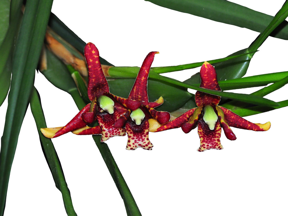 Maxillaria tenuifolia