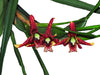 Maxillaria tenuifolia