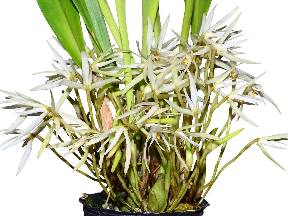 Maxillaria tenuis