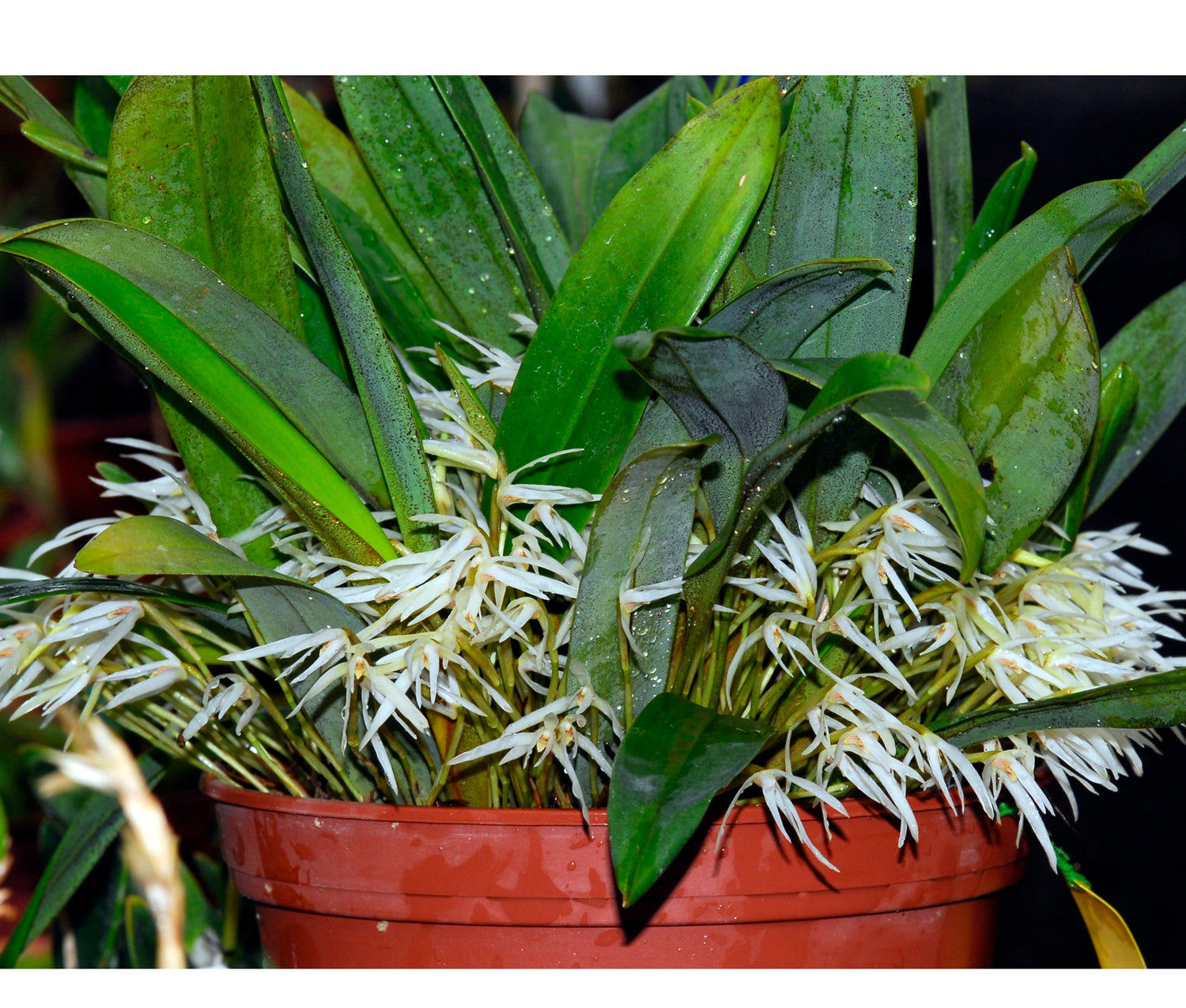 Maxillaria tenuis