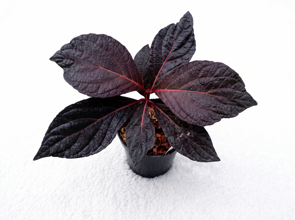 Mikania Red