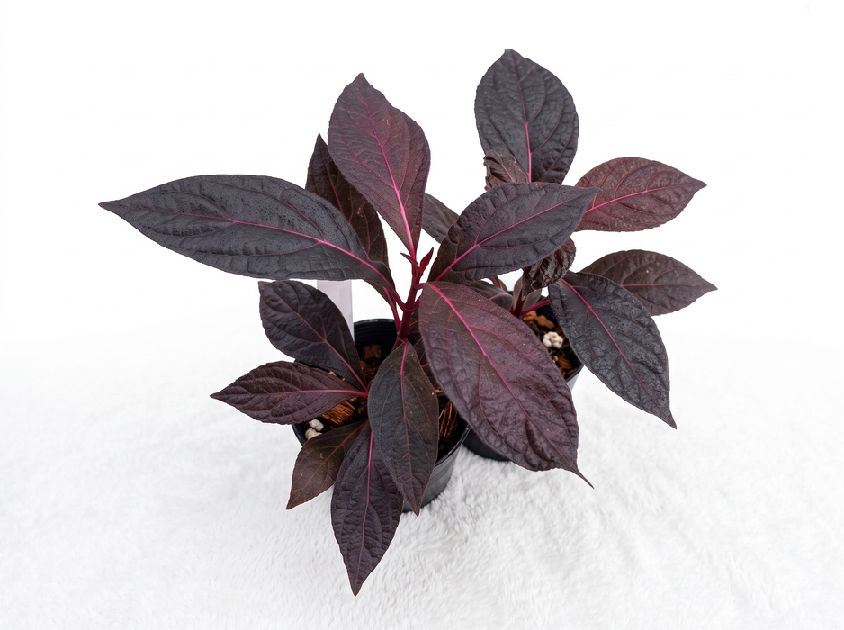 Mikania Red