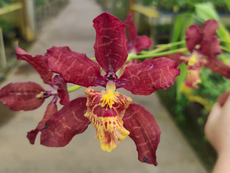 Miltochilum Royal Hawaiian