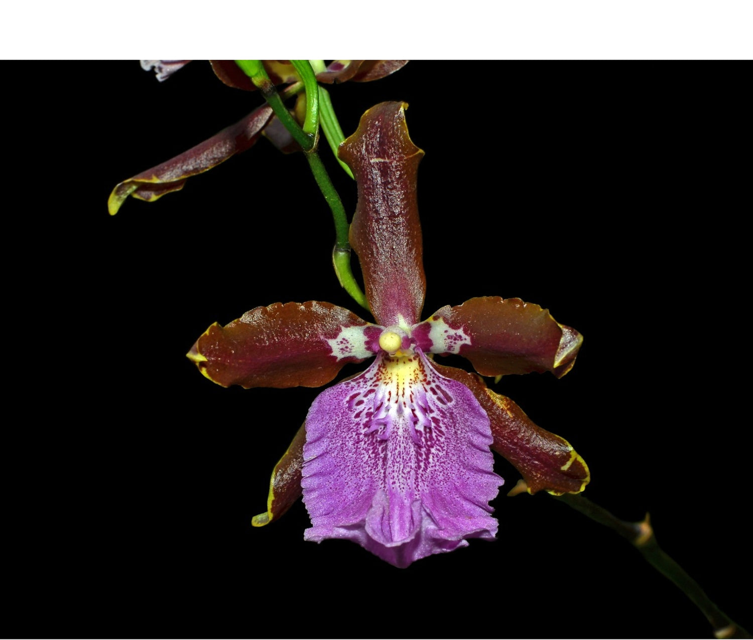 Miltonidium Uzhupud Garden