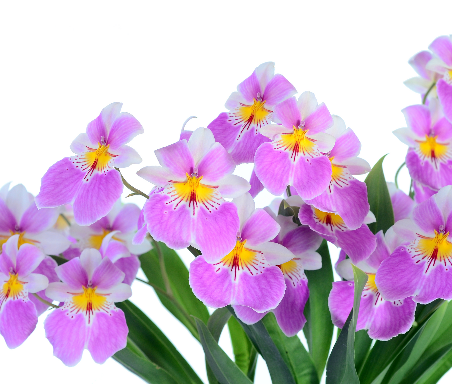 Miltoniopsis Guidos Dream