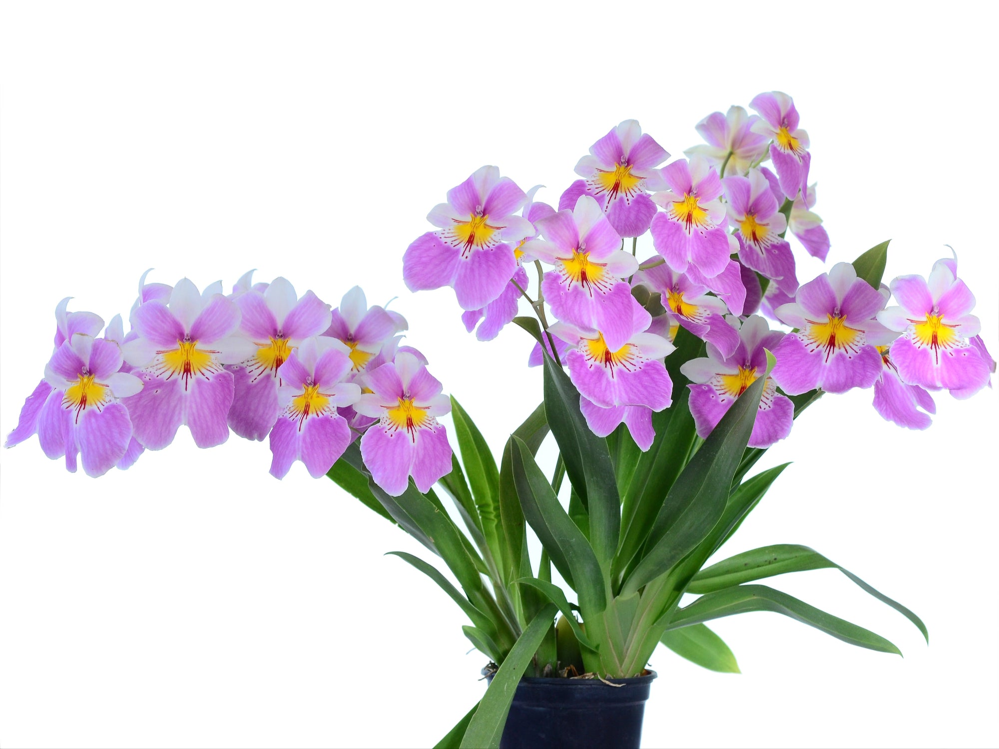 Miltoniopsis Guidos Dream — Ecuagenera USA Corp