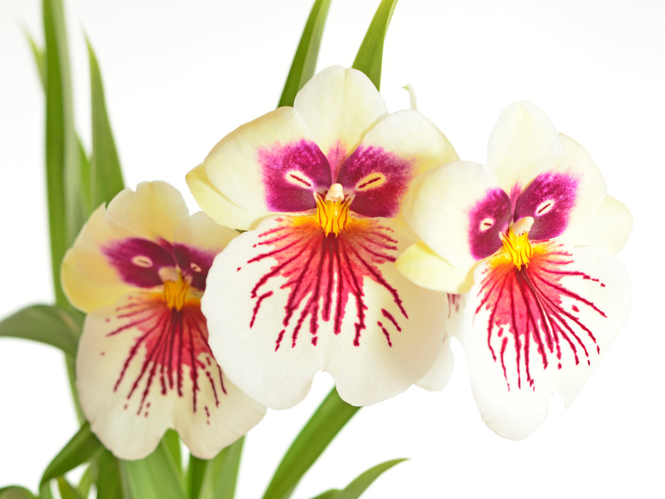 Miltoniopsis Herralexandre