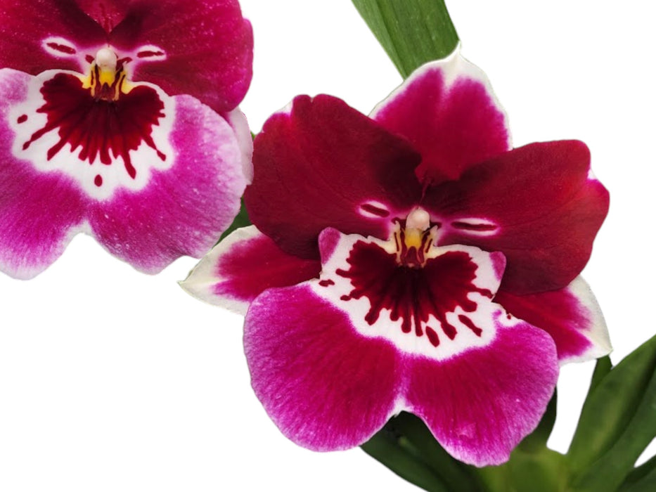 Miltoniopsis Lagrimas De Sol