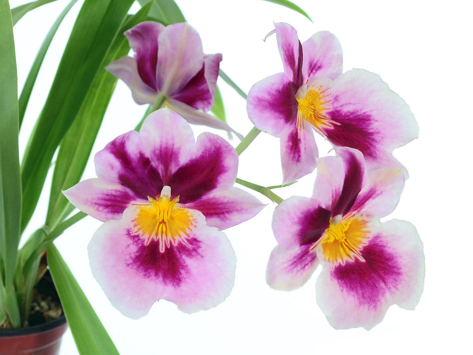 Miltoniopsis Limelight