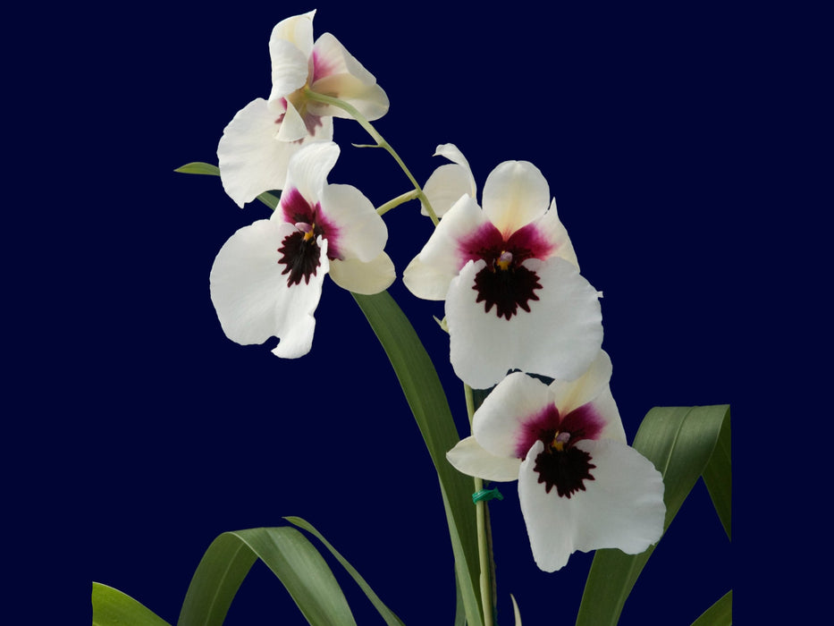Miltoniopsis Myr276 (dori)