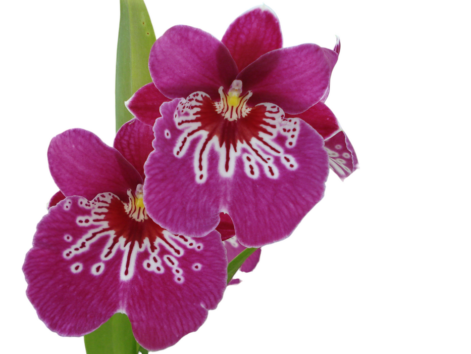 Miltoniopsis Maui Mist 'Red Beauty'