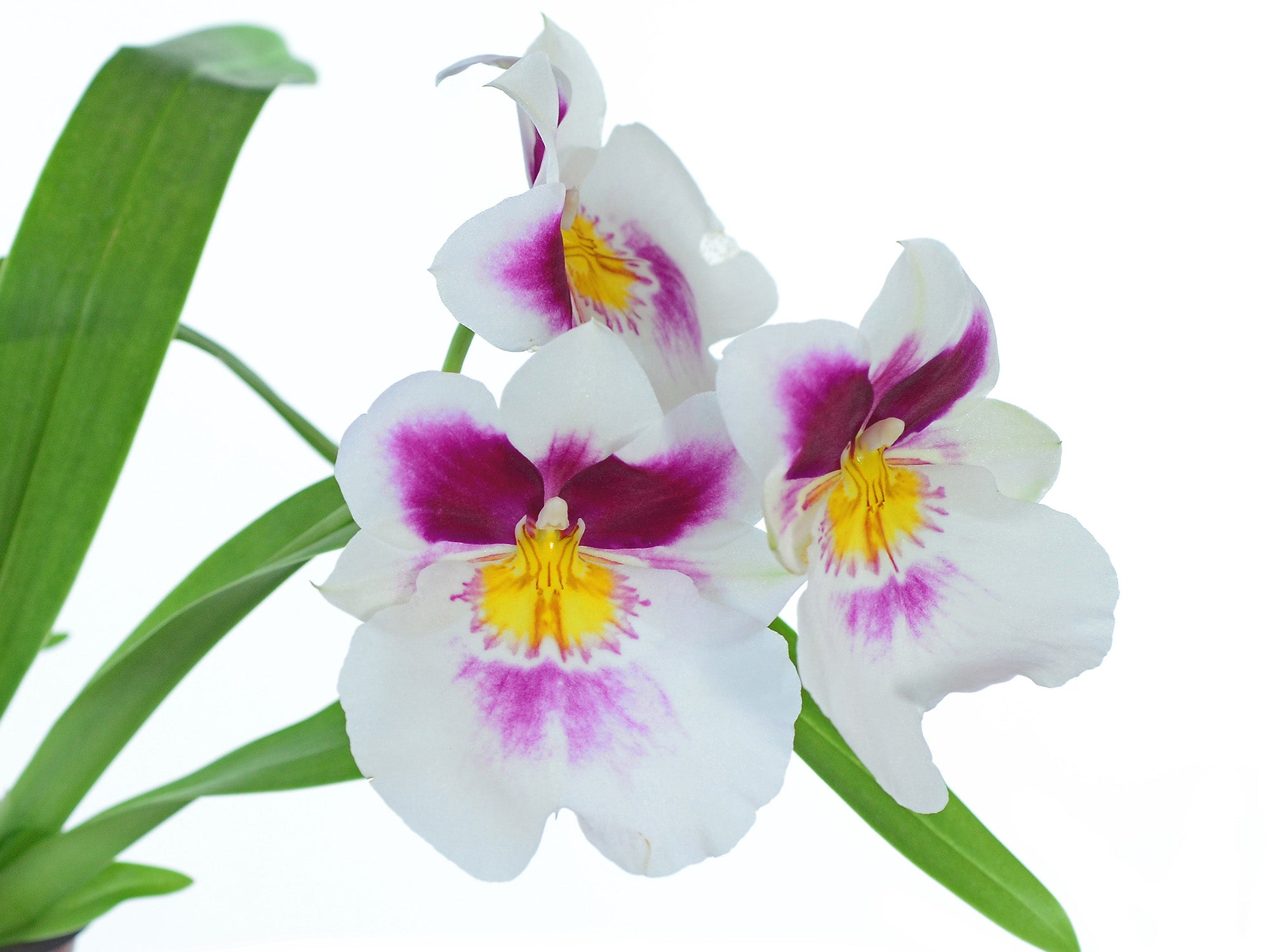 Miltoniopsis Twin Peaks — Ecuagenera USA Corp