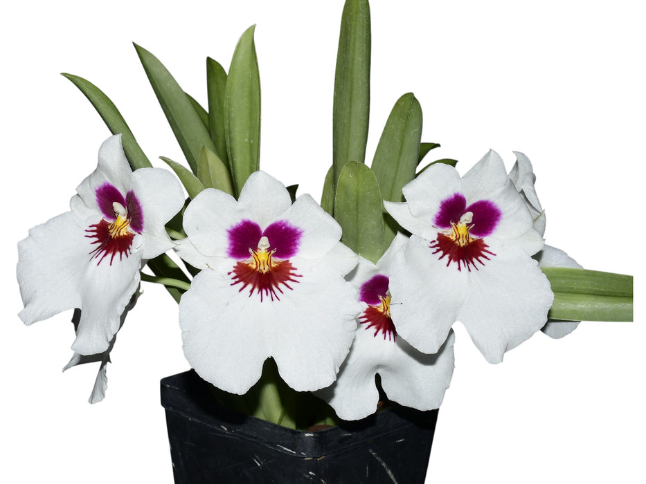 Miltoniopsis White Truffle