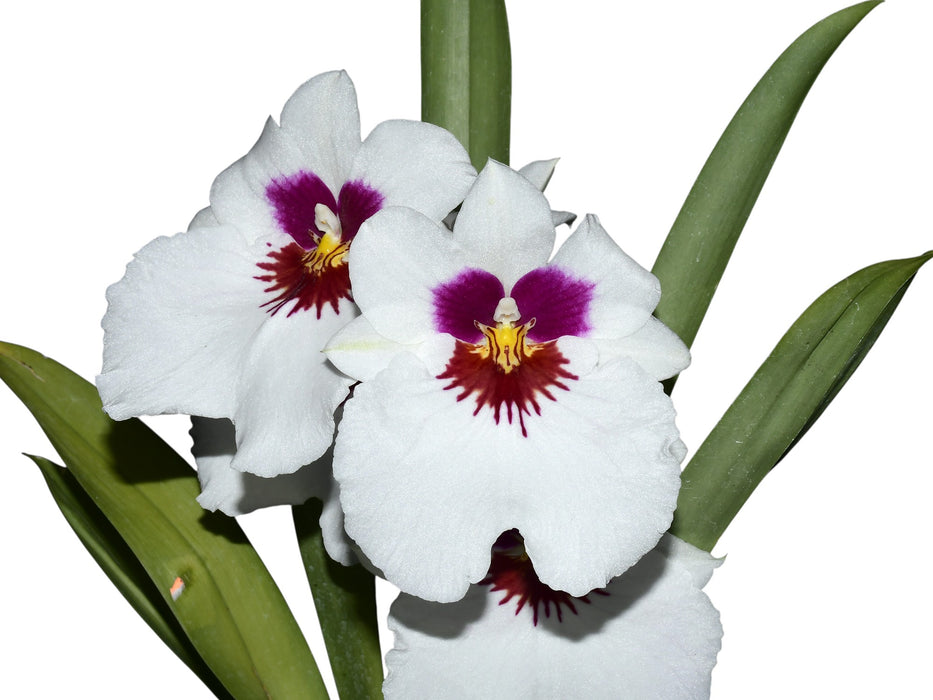 Miltoniopsis White Truffle