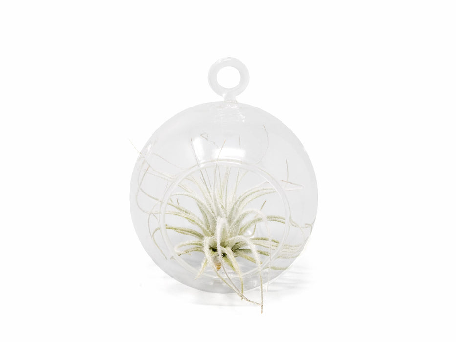 Mini Hanging Flat Bottom Glass Terrariums with Assorted Tillandsia Air Plants