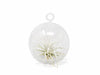 Mini Hanging Flat Bottom Glass Terrariums with Assorted Tillandsia Air Plants