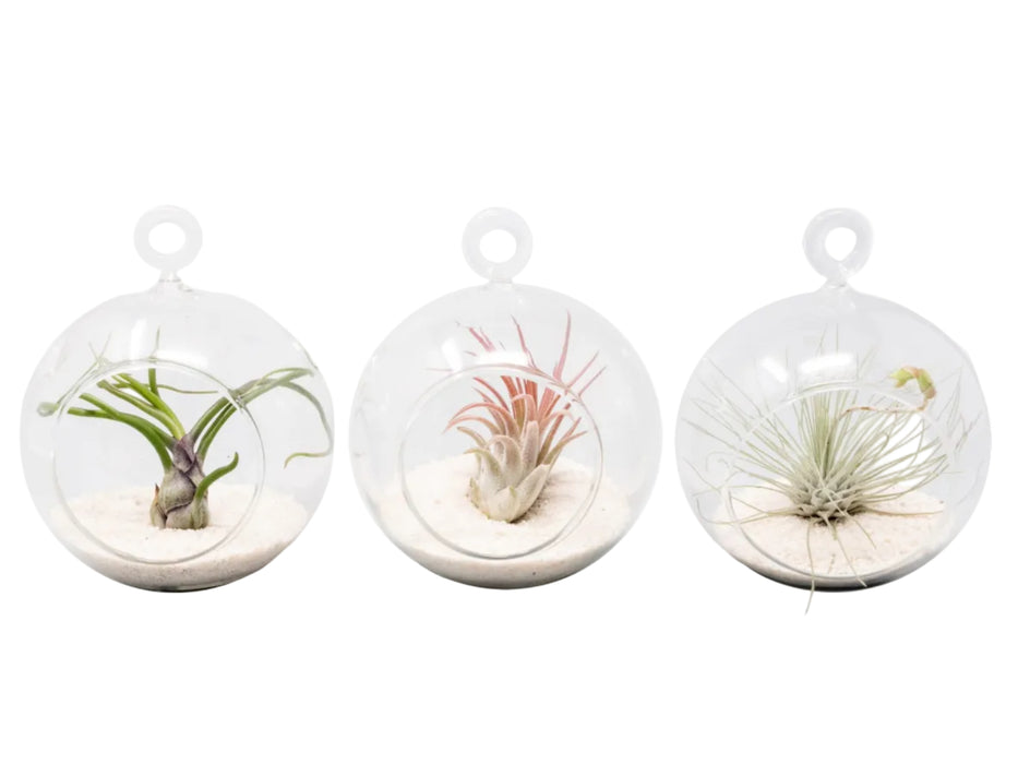 Mini Hanging Flat Bottom Beach Terrariums with White or Black Sand