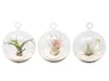 Mini Hanging Flat Bottom Beach Terrariums with White or Black Sand
