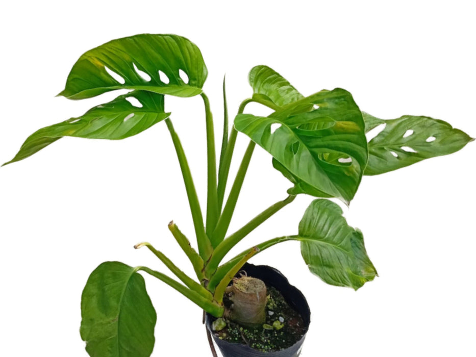 Monstera adansonii var. laniata