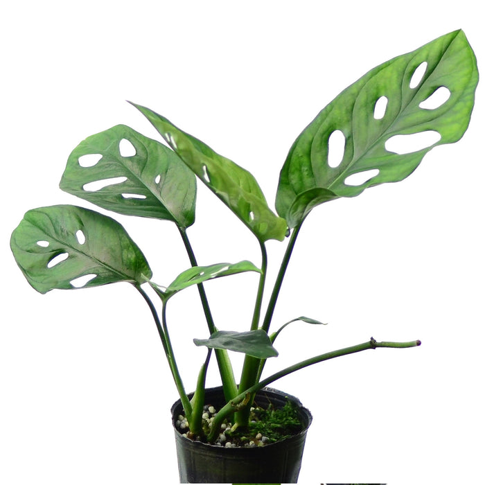 is monstera adansonii a philodendron Monstera adansonii
