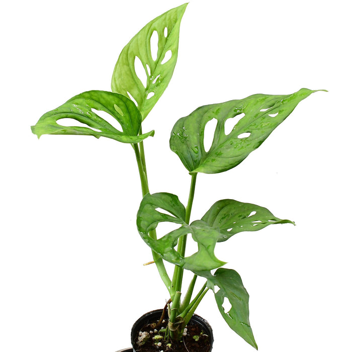 planterina monstera adansonii Monstera adansonii