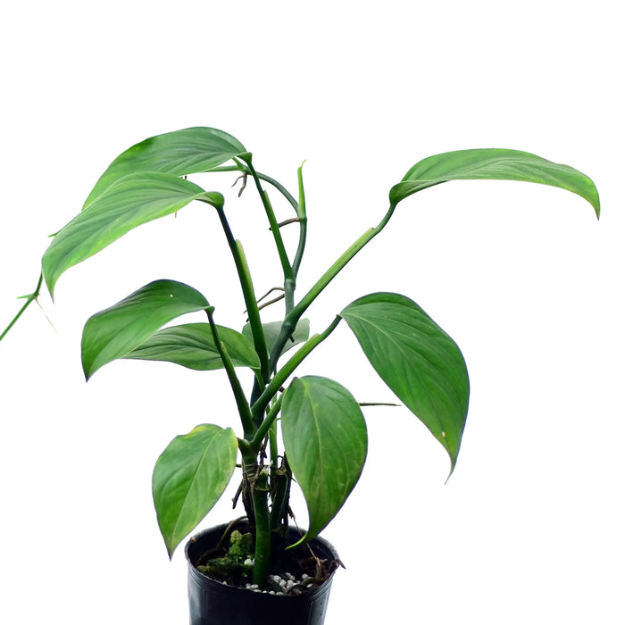 Monstera pinnatipartita