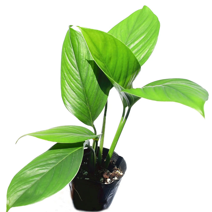 Monstera pinnatipartita