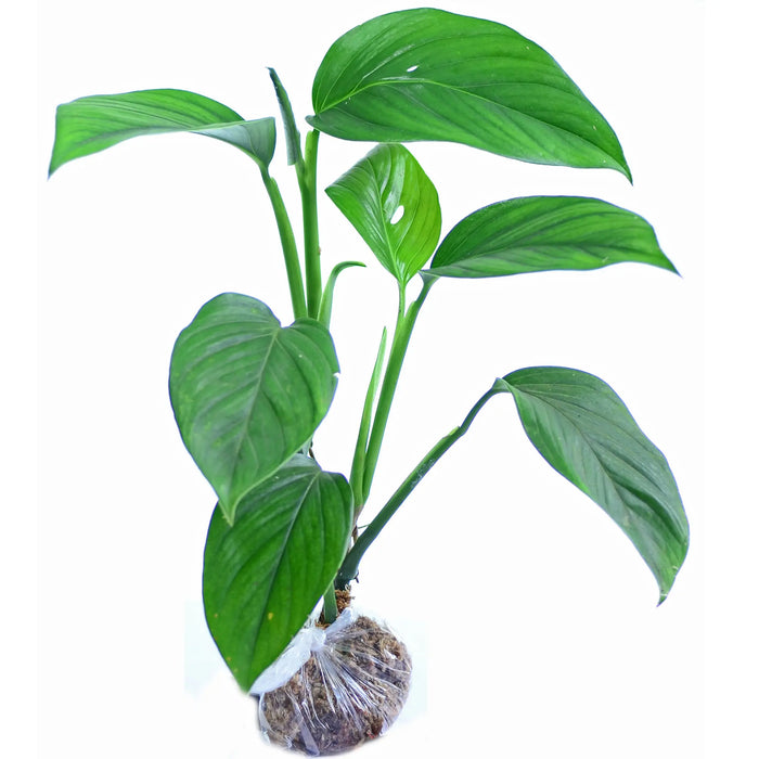 希少大株 モンステラ ピンナティパルティタ Monstera pinnatipartita - 観葉植物