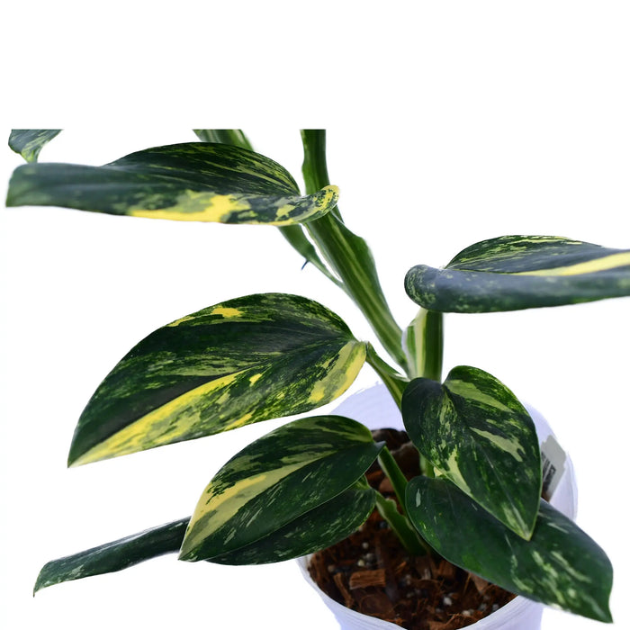 monstera standleyana variegata Monstera standleyana yellow variegada — Ecuagenera USA Corp