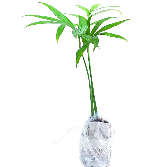 philodendron subpinnata Monstera subpinnata — Ecuagenera USA Corp