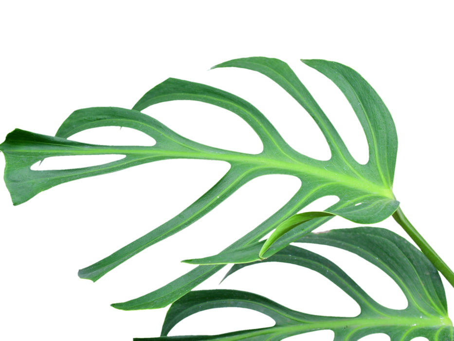 Monstera Burle Marx's Flame