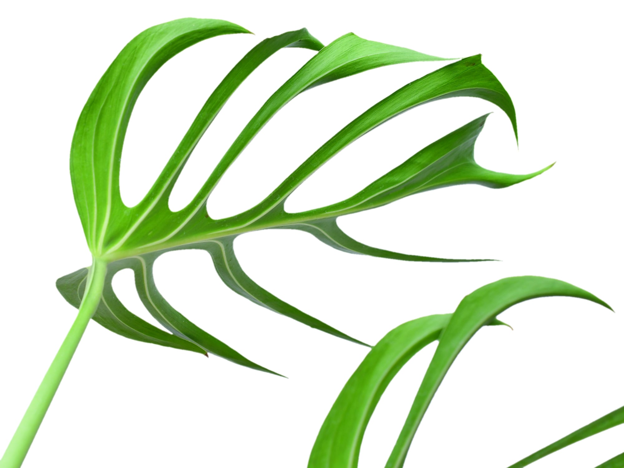 Monstera Burle Marx's Flame — Ecuagenera USA Corp