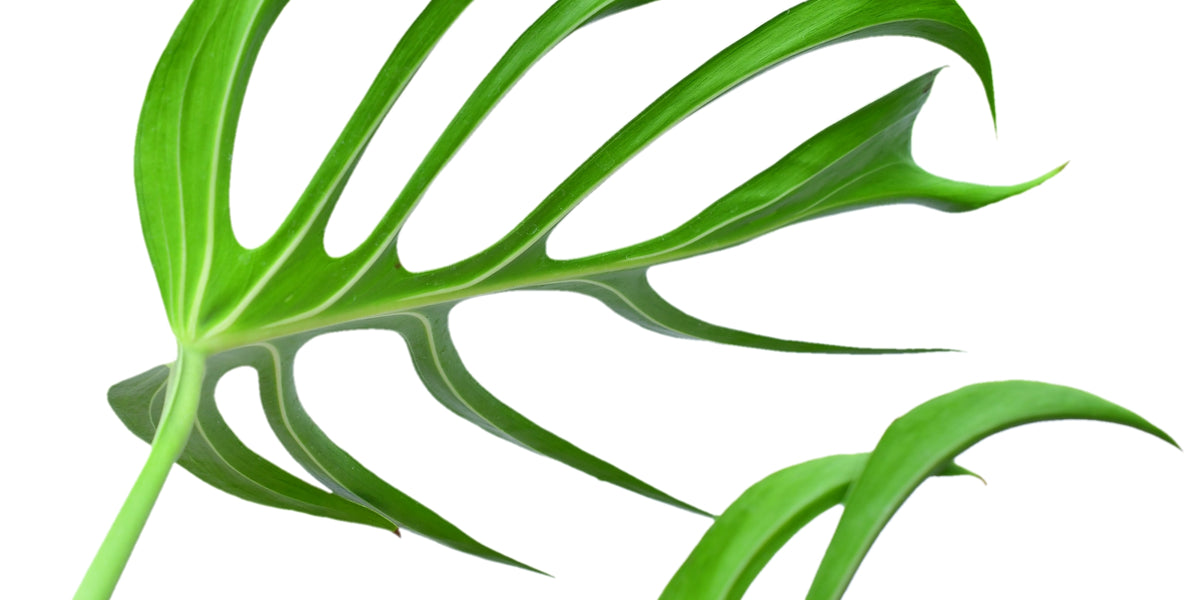 philodendron birkin kaufen Philodendron 'Birkin' 6